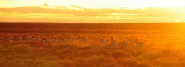 mammalpronghornSDKgroupsunset3