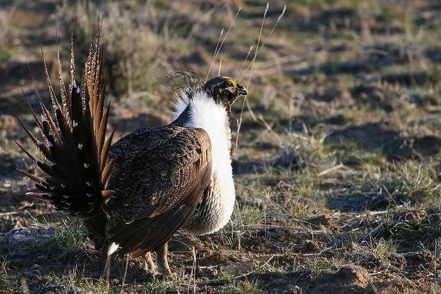 Photo courtesy Nick Myatt, Oregon Department of Fish and Wildlife