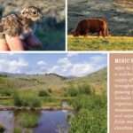 Healthy mesic habitat benefits ranchers and wildlife in the west.