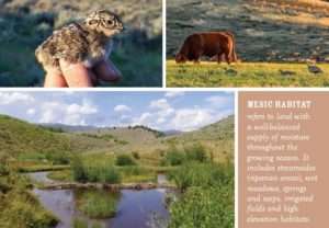 Healthy mesic habitat benefits ranchers and wildlife in the west.
