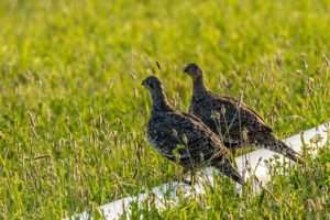 Two sage grouse hens perch on a pipe in an irrigated agricultural field. Photo: Ken Miracle.