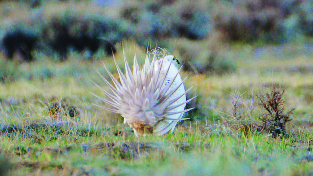 Photo of a rare white sage grouse in Wyoming by Tracie Fernandez.