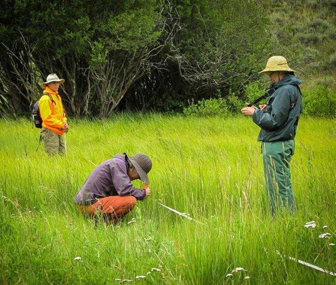 Gay Austin, BLM, and others conduct vegetation monitoring at the Wolf Creek, BLM site Photo Renée Rondeau CNHP