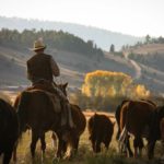Gunnison rancher Jim Cochran, moving cattle. Jim is also a member of the Gunnison Climate Work Group. Photo: Jaci Cochran