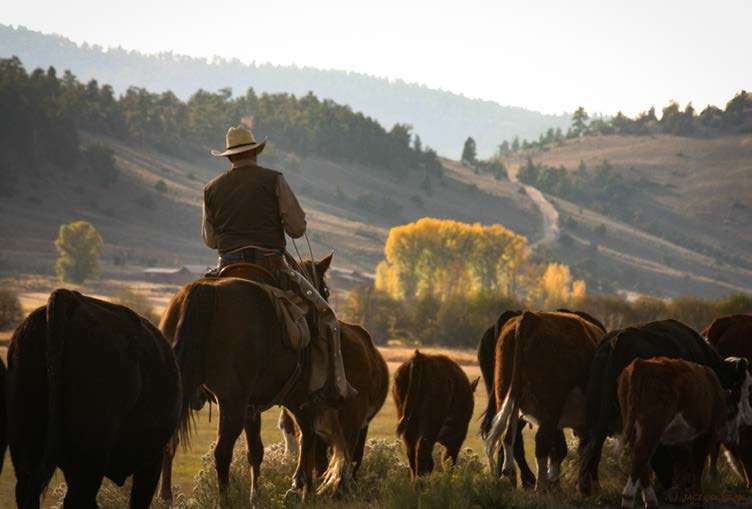 Gunnison rancher Jim Cochran, moving cattle. Jim is also a member of the Gunnison Climate Work Group. Photo: Jaci Cochran