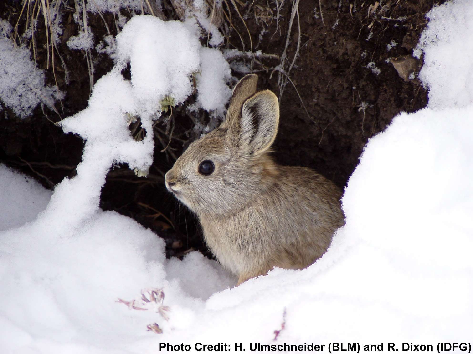 tiny pygmy rabbit