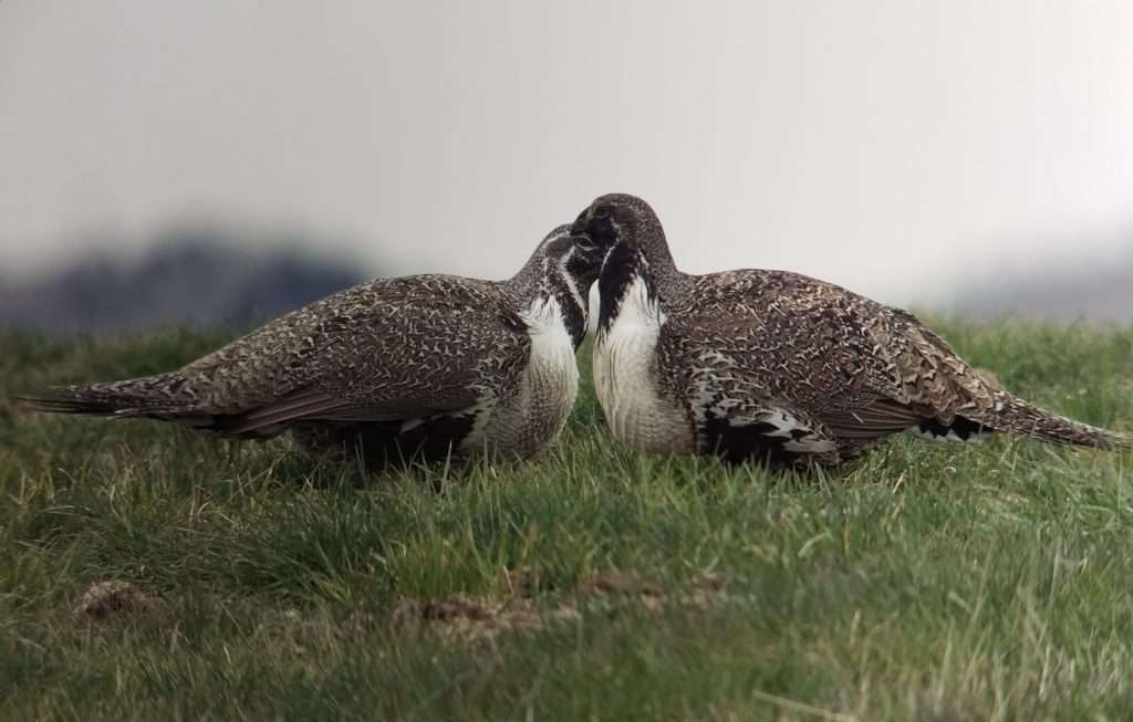 Two sage grouse hens hunker down on a ranch where invading conifers were removed with Farm Bill funds. Photo: Connor White