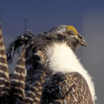 Photo of Gunnison sage-grouse by Lance Beeney