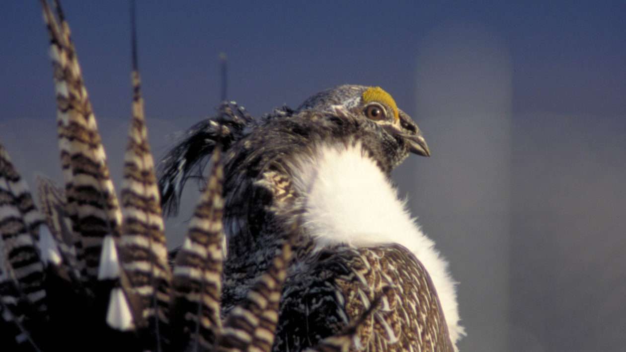 Photo of Gunnison sage-grouse by Lance Beeney