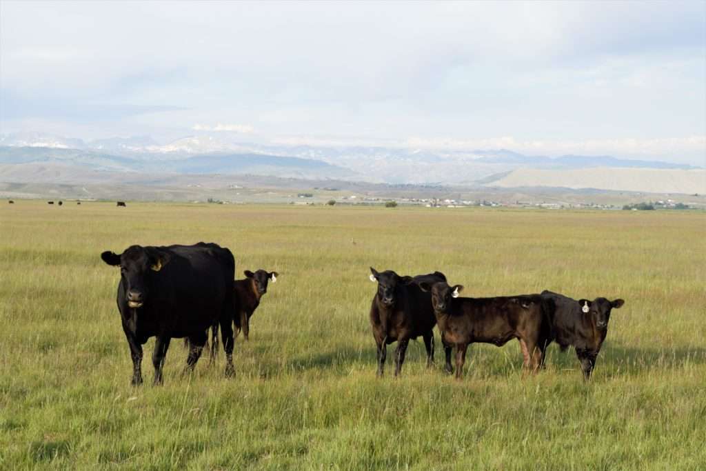 Farm Bill conservation programs help keep working lands like this Wyoming ranch intact and sustainable for wildlife.