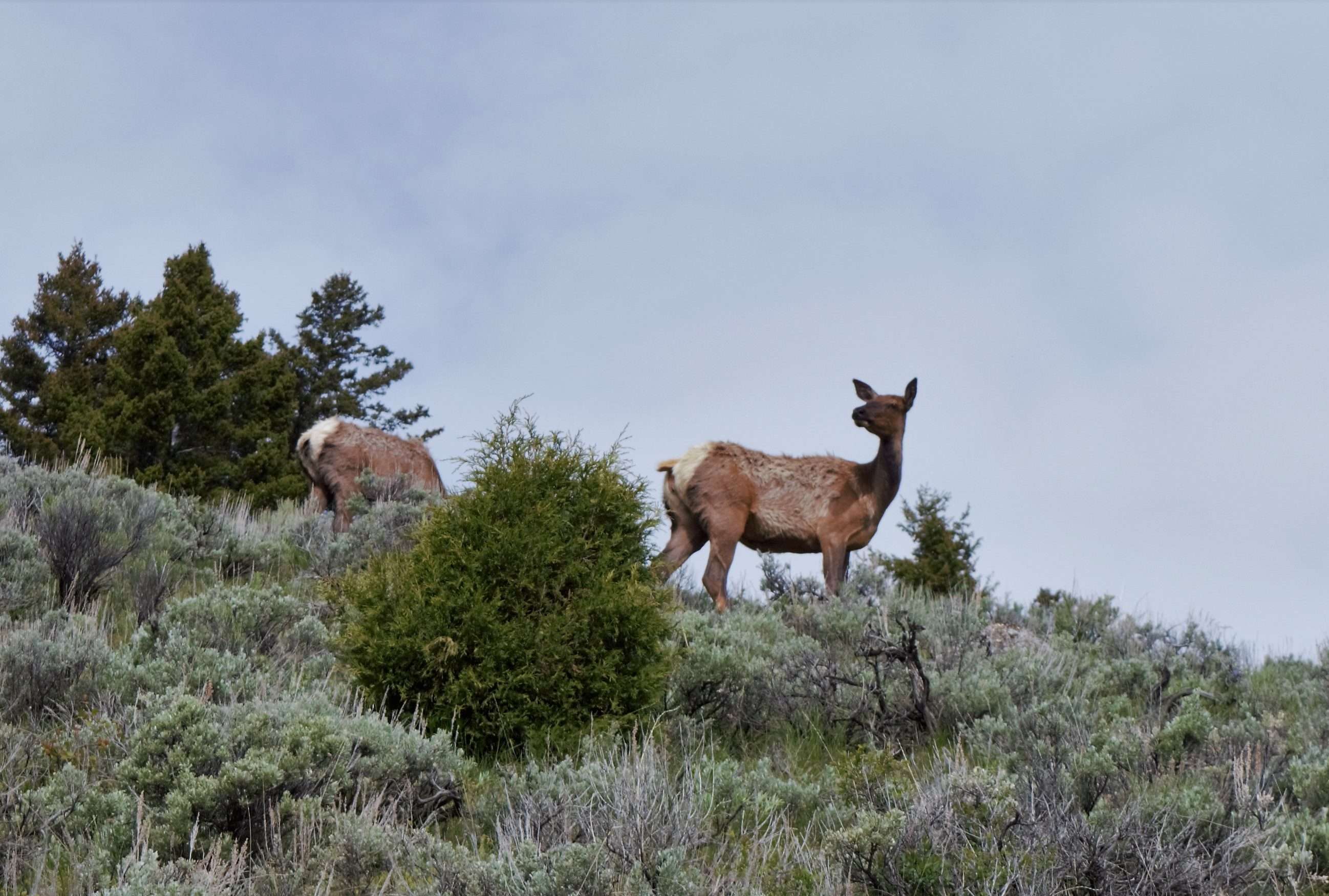 Sagebrush provides food for elk, especially in the winter when other plants are buried in snow. Photo: Brianna Randall
