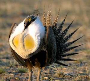 A greater sage grouse displays in Montana, where researchers found grazing had little impact on the birds’ nest survival. Photo: USFWS