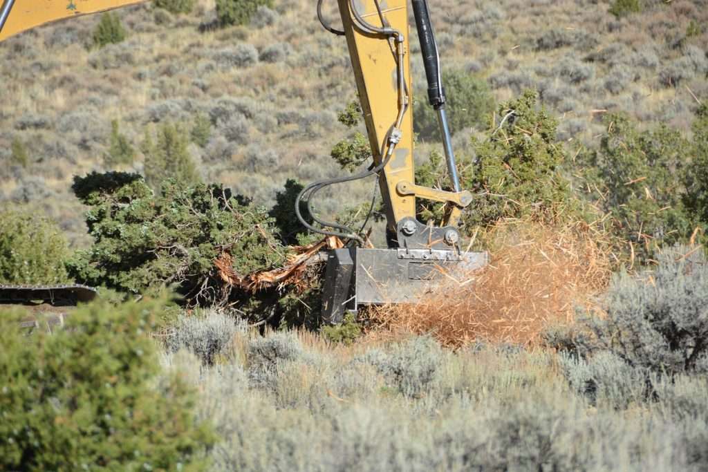 Removing conifers where the native shrubs are still intact produces the best results for wildlife habitat. Photo: Connor White