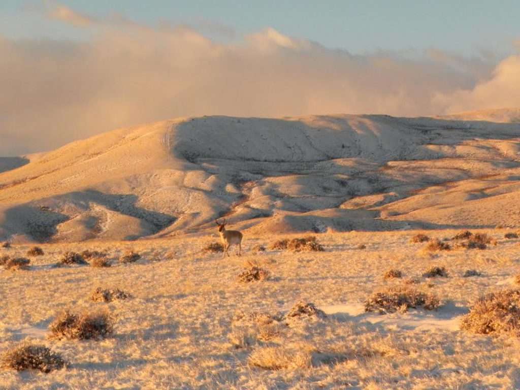 Photo of a pronghorn in the alpine glow of sagebrush country. By Lisa Marks, BLM Cody Field Office.