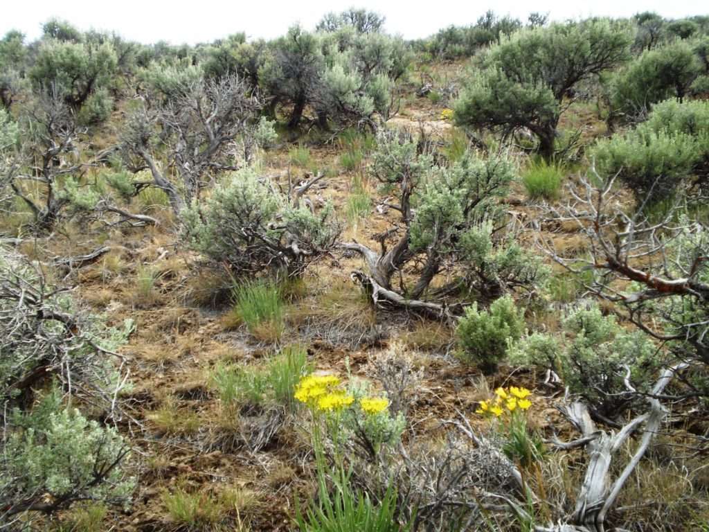 Once native plants like bluebunch wheatgrass and Wyoming big sagebrush are established, it's more difficult for cheatgrass to compete. Photo: Mike Pellant