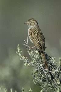 Brewer's sparrows depend on healthy wide-open sagebrush country, and are declining in number. Photo: Wikipedia Commons