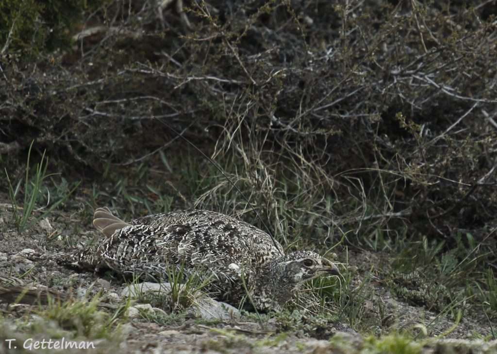 Hen hunkered in grass - Tatiana Gettelman