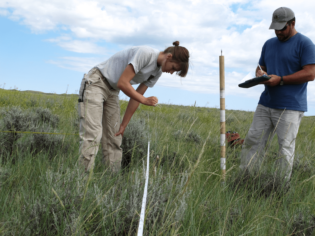 Researchers recommend waiting to measure grass height until after the predicted hatch date for all nests. Photo by Joe Smith.