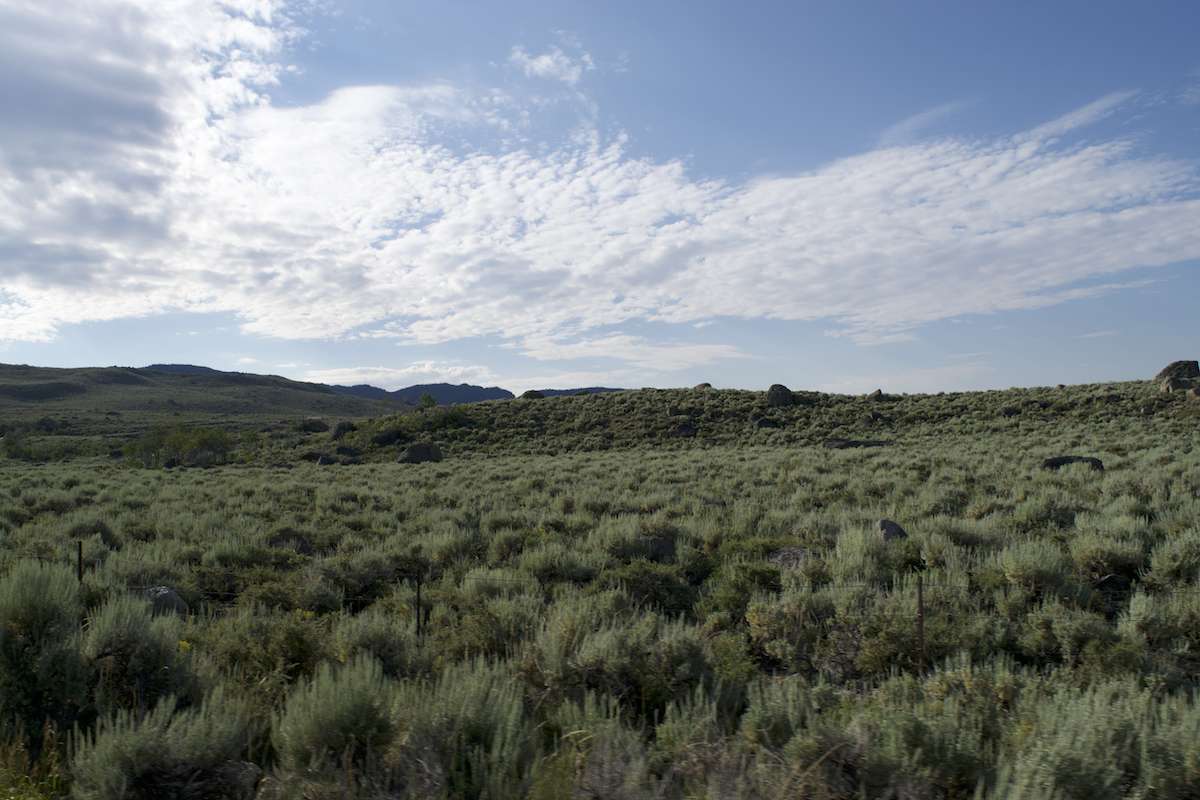 Native plants in sagebrush country are at risk from an invasive weed called cheatgrass. Photo: Brianna Randall