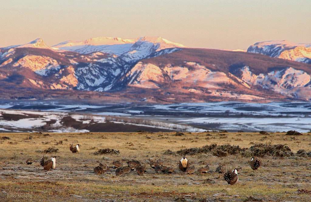 Over 100 sage grouse congregate on a lek in Colorado to mate. Photo: Julio Mulero