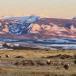 Over 100 sage grouse congregate on a lek in Colorado to mate. Photo: Julio Mulero