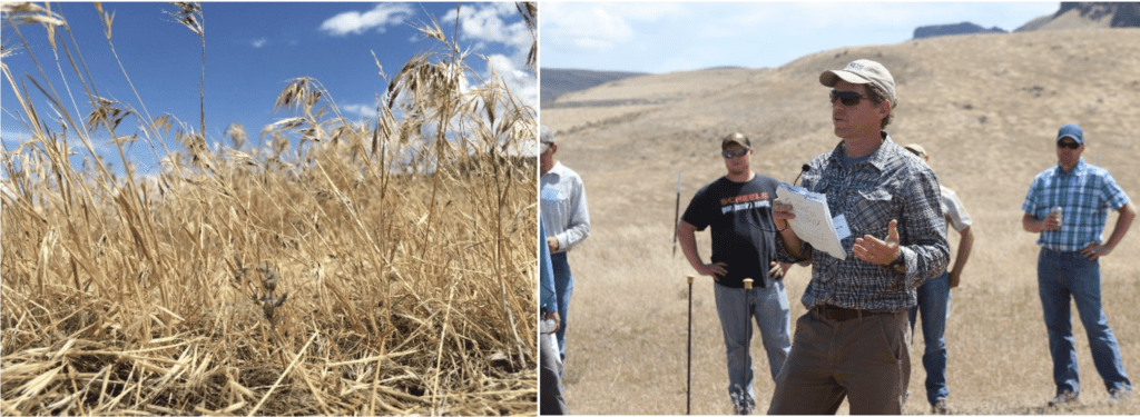 Workshop attendees toured cheatgrass control plots used by the USGS and the state of Idaho to test the effectiveness of different treatment techniques. Photos: left, Justin Fritscher NRCS; right, Sarah Levy USFWS.