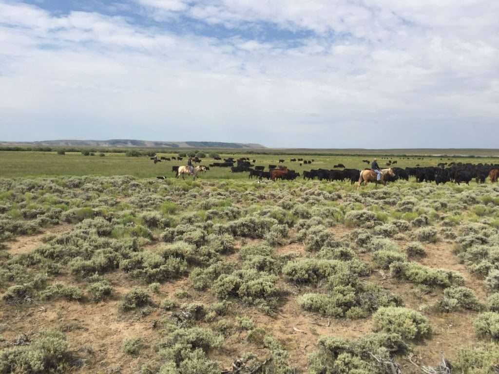 Land stewardship practices like prescribed grazing can help imperiled birds in both America and Australia. Photo: Mandi Hirsch