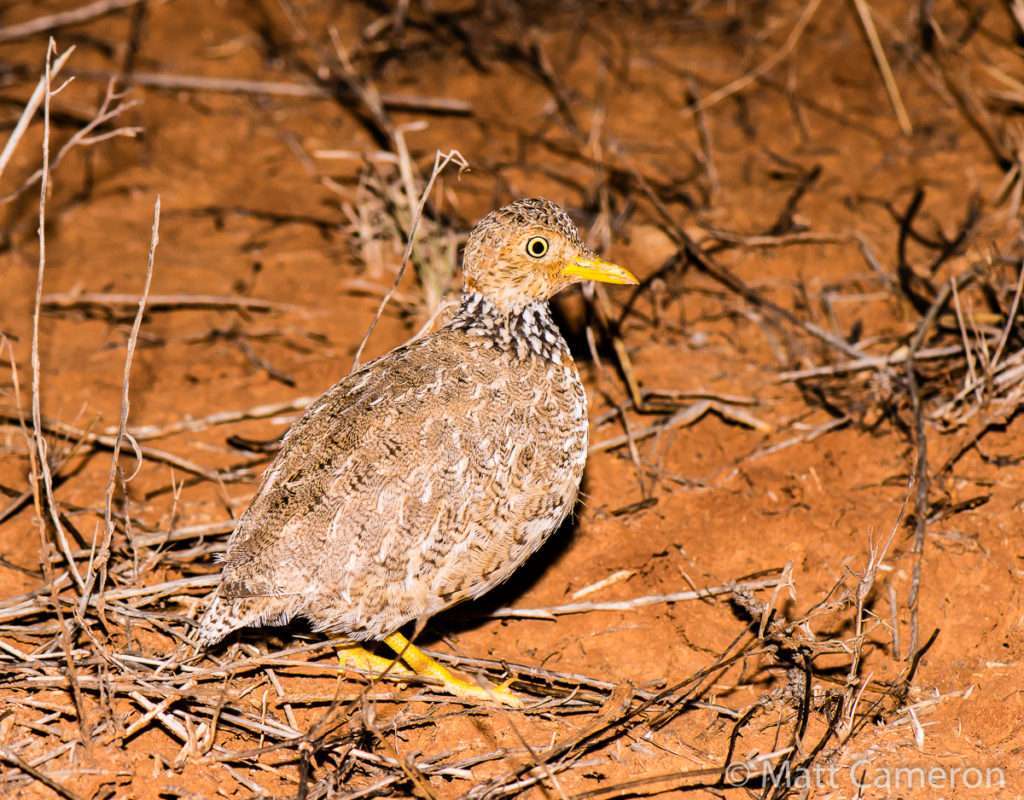 This female plains-wanderer lives in the eastern states of Australia in sparse grasslands on hard red soils.