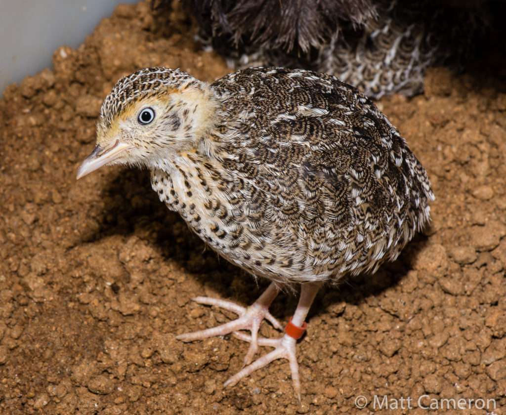 This tagged plains-wanderer chick was bred in captivity, a program designed to ensure the long-term security of this dwindling bird species.