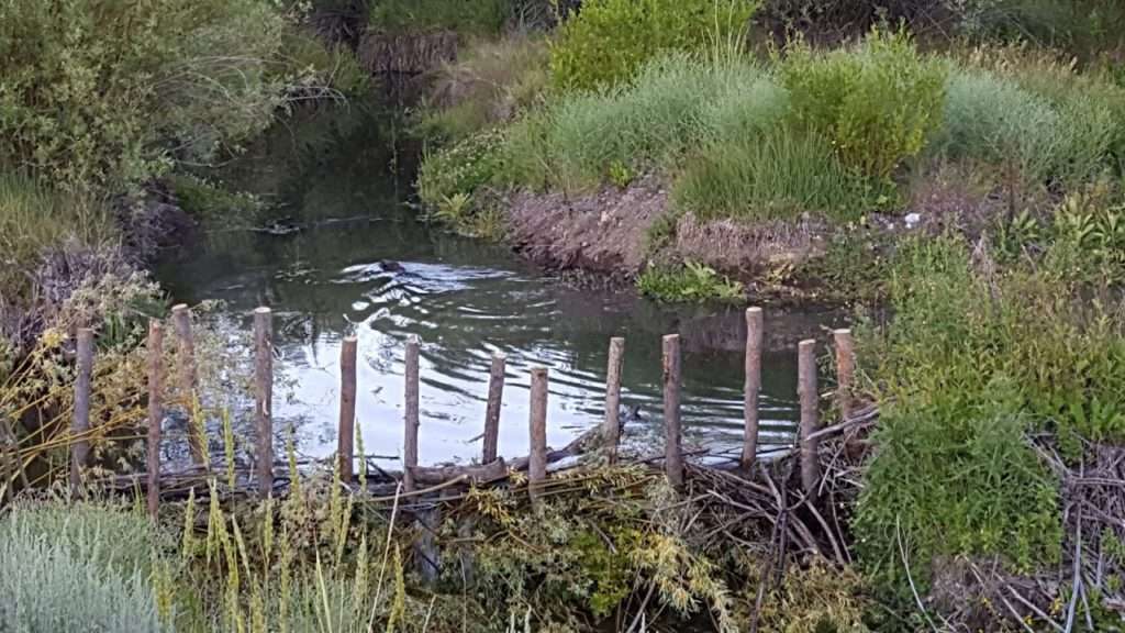 A beaver swims above a recently installed beaver dam analog structure in Idaho. Photo: Eric Winford