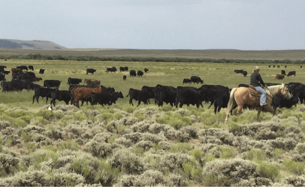 Plants provide the foundation of both profitable livestock operations and productive wildlife habitat.