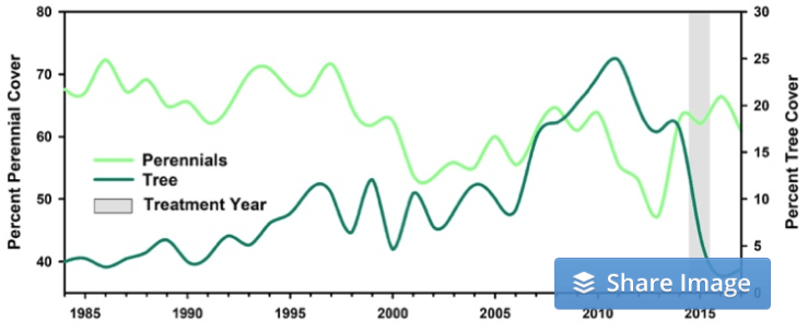 This graph, produced by RAP, illustrates how vegetation responded to a prescribed fire in Nebraska in 2015, which was designed to remove encroaching conifers to improve forage for livestock and wildlife. It shows that average tree cover decreased from 18% to 2% post-fire, making more room for perennial grasses and forbs.