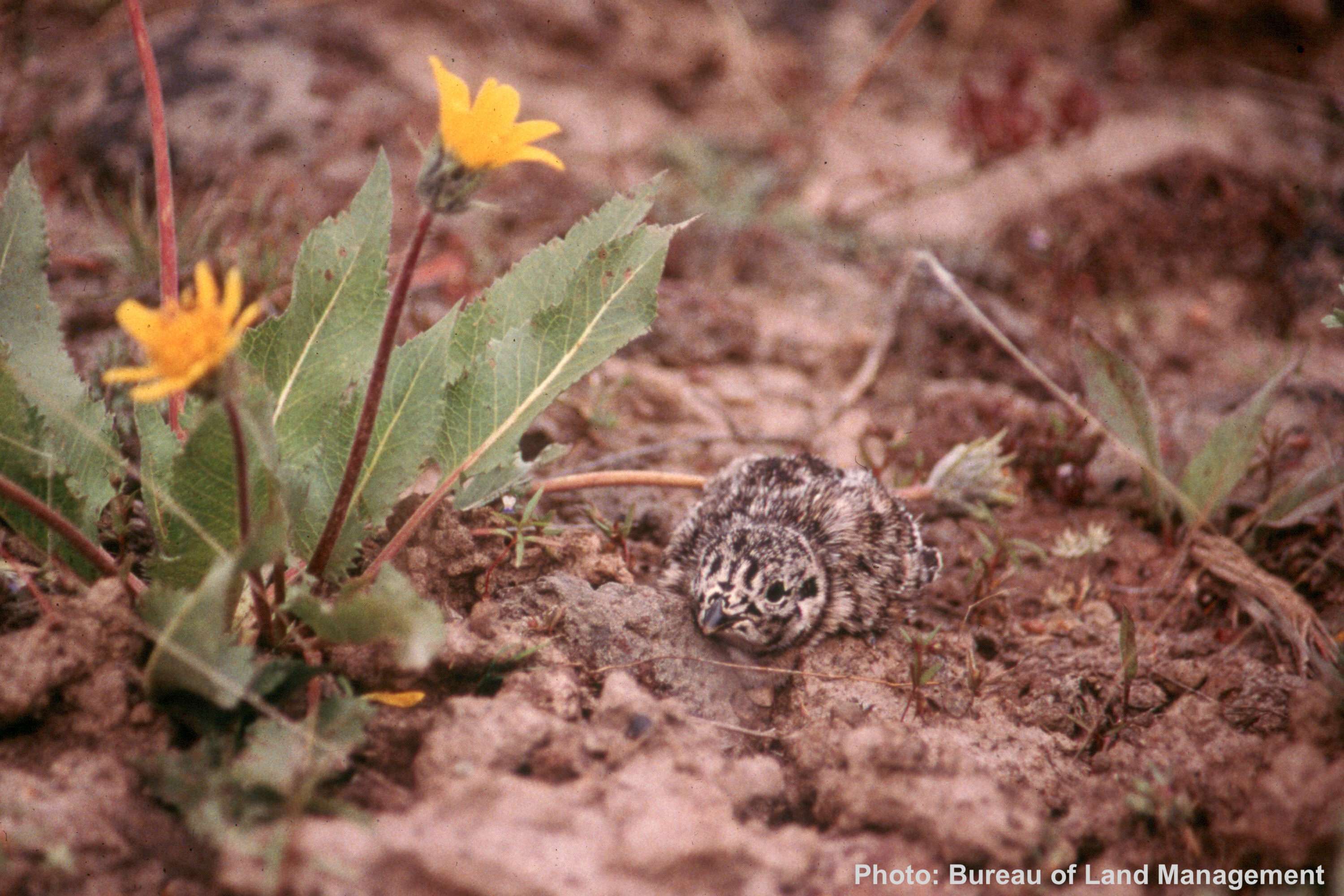 sage grouse chick in wildflowers
