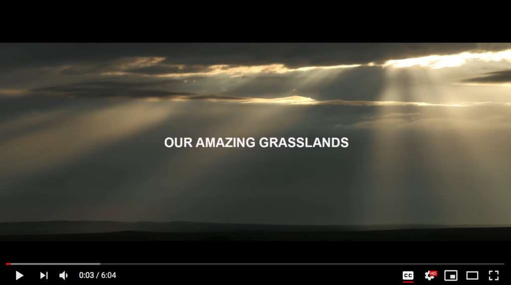 Video Image