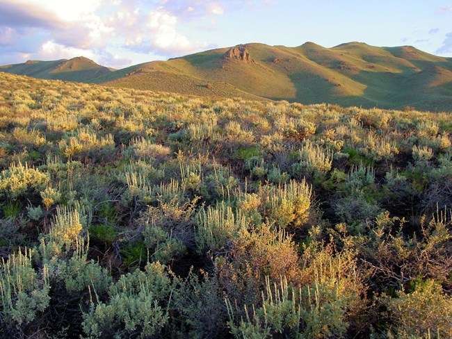 sagebrush-steppe