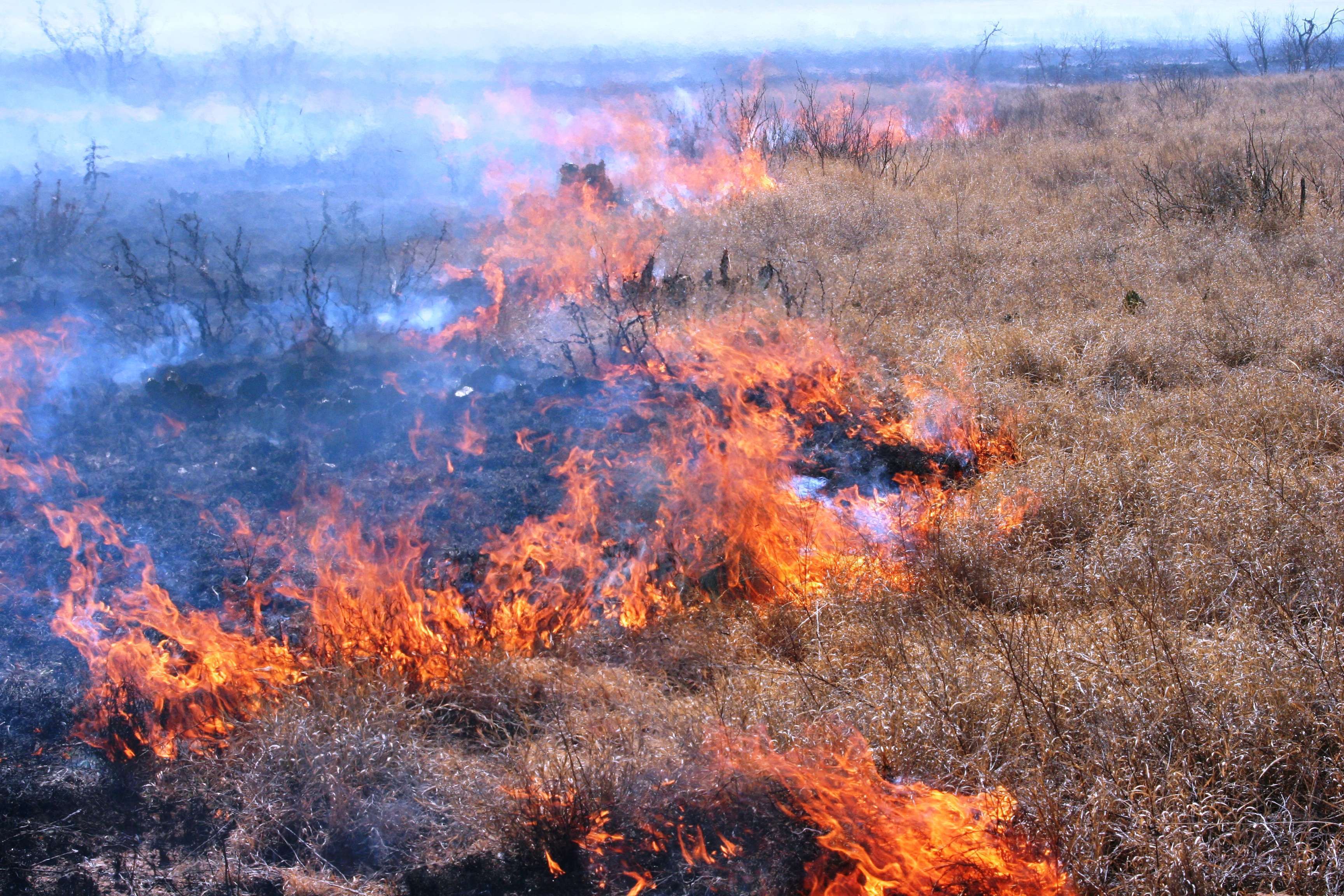 Prescribed fire