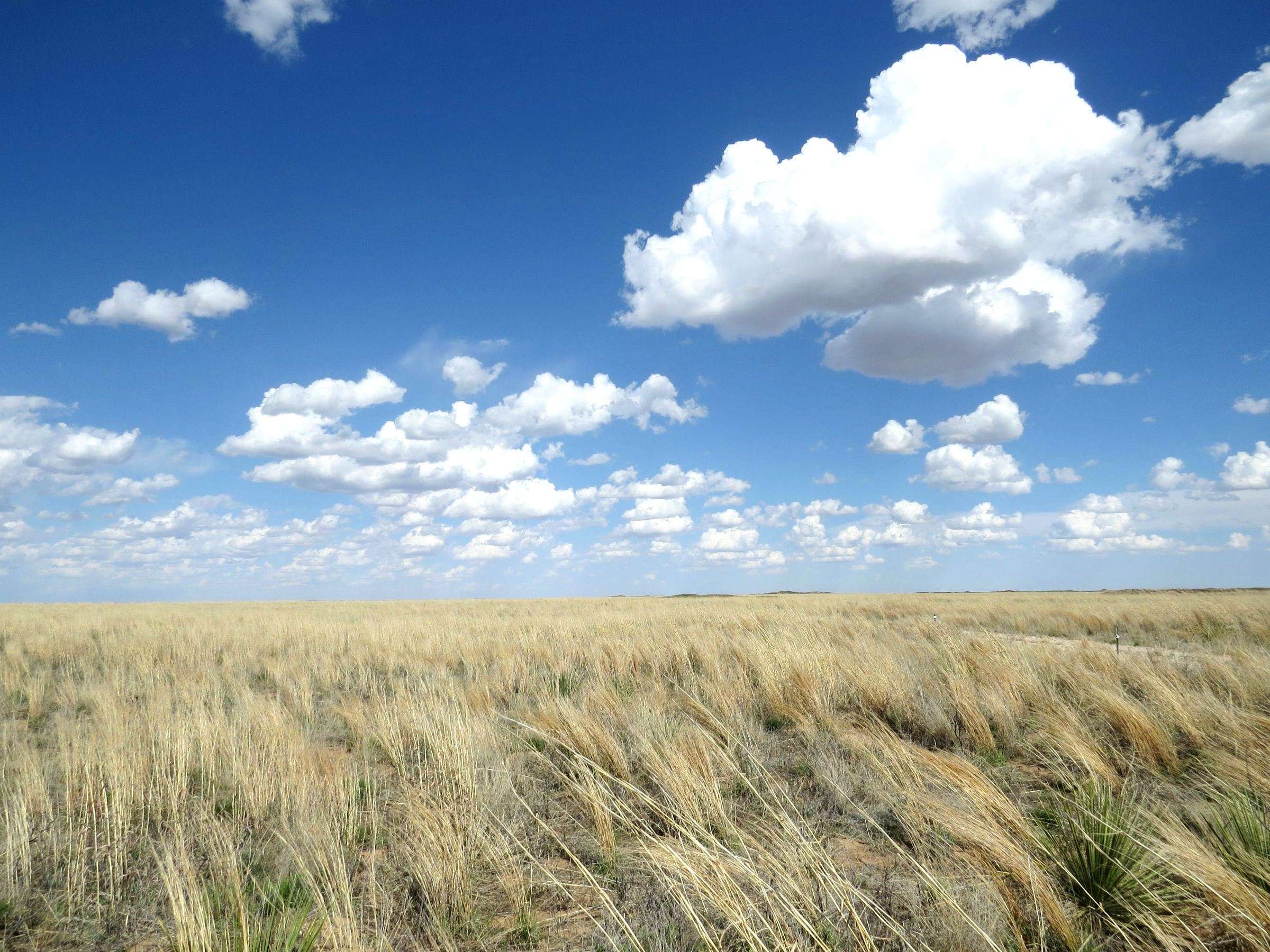 Grass and Sky
