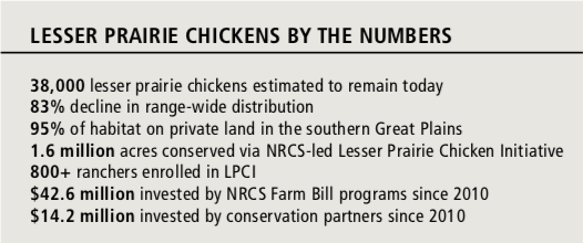 Lesser Prairie Chicken By the Numbers
