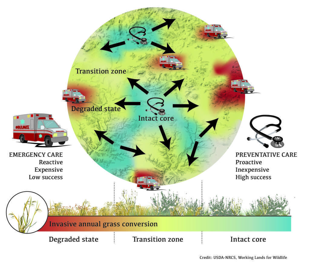 Cheatgrass Graphic