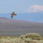 Flying sage grouse